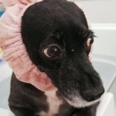 꽃보다 멍 이미지