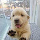 더 골든베어 | 부산강아지분양 꿈에 그리던 인절미, 골든리트리버분양 대성공 리얼 후기!