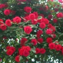 아이디어플라워 이미지