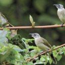 아침에 새소리 이미지