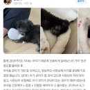 도그송 강아지분양 인천 송도점 이미지