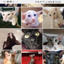 이 고양이 진짜 특이하게 생겼어 이미지