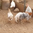 조은농장 이미지