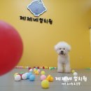 제제네 멍치원 이미지