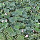 매호농장 이미지