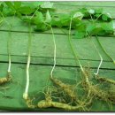 광림농원 이미지