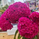 맨드라미 화단 이미지