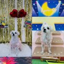 멍뭉호텔 이미지