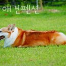 누리다 애견펜션 이미지