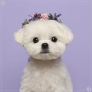 나의 강아지 이미지