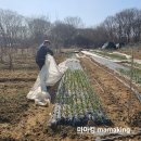[공지] 2025년 농사 준비 / 2024년 마늘 양파 농사 3월 월동 후 마늘과 양파밭에 해야 할 일
