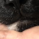 벌스데이레오 이미지