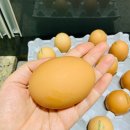 진세농원 이미지