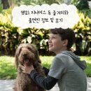 지니어스과학 | 영화 지니어스 독 줄거리와 출연진 정보 및 후기