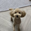 까꿍펫살롱 이미지