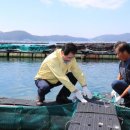 완도19호 이미지