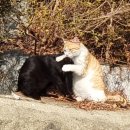 고양이이야기 이미지