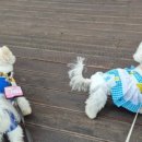 사천바다를품은펜션 이미지