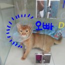 가로수동물병원 이미지