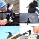 까치주유소 이미지