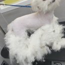 메모리펫살롱 이미지