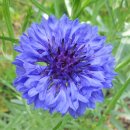 소희꽃농원 이미지