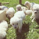 영상농장2 이미지