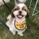 땅콩애견놀이터 네이버블로그