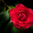 미스동백 이미지