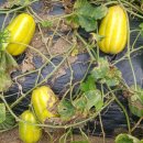 실상농장 이미지