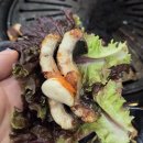 미시령통큰민물장어 | 부산장어무한리필 37000원에 민물장어, 새우, 소고기 모두 무한리필 노천민물장어 방문후기