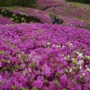 철쭉동산 이미지