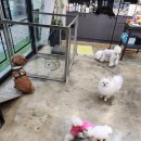 펫살롱지니 이미지