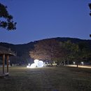 은행나무로 이미지