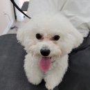 베스띠몽 이미지