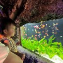 ★가보자 GO 탐방★ | 아기와 나트랑 빈원더스 아쿠아리움 탐방 후기: 가족 여행 추천 코스