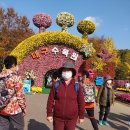 대구수목원 국화축제 이미지