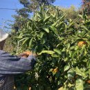 김영란농장 이미지