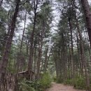 호명산잣나무숲캠핑장 | [경기/가평] 호잣캠 (호명산 잣나무 숲속캠핑장) :: 9번 데크 백패킹 후기