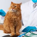 동행동물병원 이미지