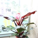 연세느티나무치과의원 이미지