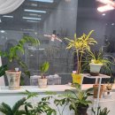 지니플로라