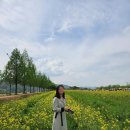 창녕 남지 유채꽃 축제 후기 인생사진 남기기 유채꽃 명소 추천 (+카페다옴)