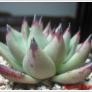 이쁜손톱 이미지