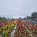 포천의 Y자형 출렁다리 이미지