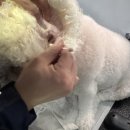 향기롭개 이미지