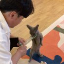 왈왈그루밍 | 첫 전주고양이카페, 묘해저택 평온했던 주말데이트
