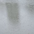 사랑오리 이미지