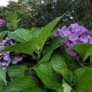 함박봉로 이미지