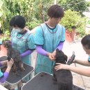 중앙애견 이미지